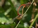 Ceriagrion tenellum in cop